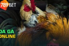 Đá gà 789bet: Xem đá gà online uy tín, trực tiếp hôm nay