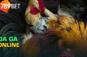 Đá gà 789bet: Xem đá gà online uy tín, trực tiếp hôm nay
