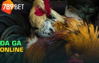 Đá gà 789bet: Xem đá gà online uy tín, trực tiếp hôm nay