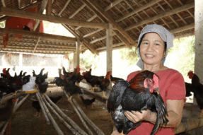 Khám Phá Thế Giới Chọi Gà Tại Lào: Cập Nhật Mới Nhất